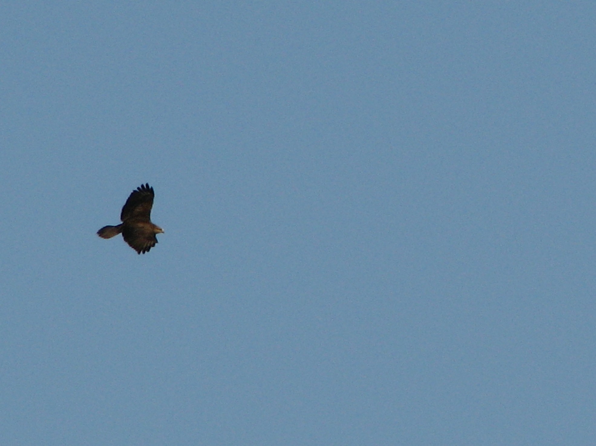 Aquila anatraia (?) in Brenta? No, Poiana